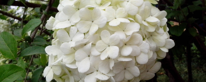 绣球花一朵花期多久（绣球花一朵几个花瓣）