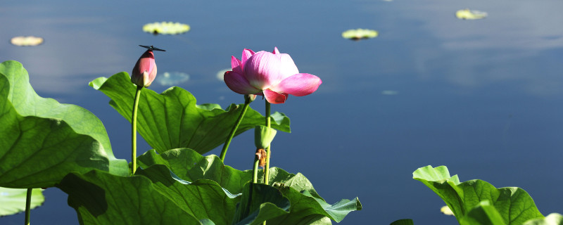 水养荷花家庭怎么养（水养荷花家庭怎么养好）