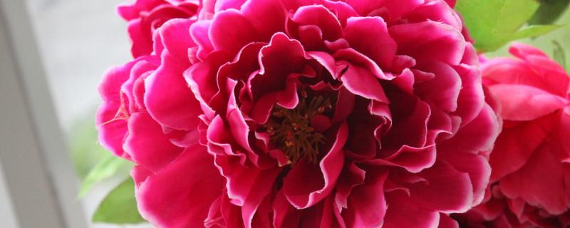 牡丹什么时候开花季节 牡丹什么时候开花季节最好