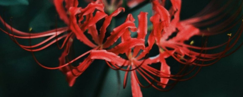 彼岸花什么时候开花和长叶（彼岸花什么时候开花和长叶子）