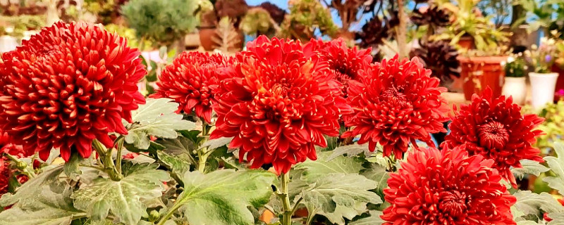 菊花冬天怎么保养 菊花冬天怎么保养最好
