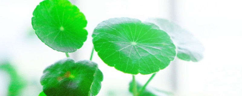 铜钱草怕冻吗（铜钱草冬天耐冻吗）