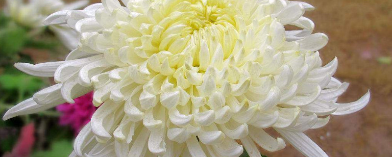 菊花夏天可以晒太阳吗（菊花夏天可以晒太阳吗视频）