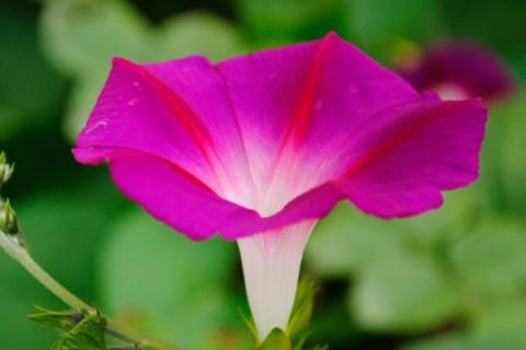 牵牛花需要浇水和施肥吗