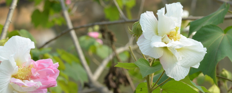芙蓉花是什么季节开的（芙蓉花是什么季节开的花?）