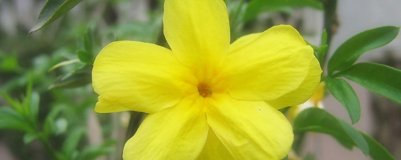 迎春花根怎么生根（迎春花根怎么生根发芽）
