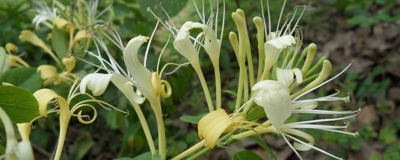 金银花苗移栽后落叶怎么办（金银花苗移栽后落叶怎么办视频）