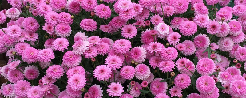 小雏菊适合在室内养吗 小雏菊花适合在室内养吗