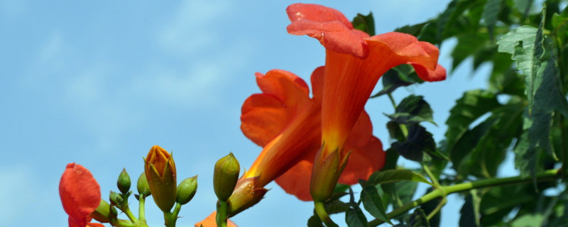 地栽牵牛花的养护（牵牛花可以地栽吗）
