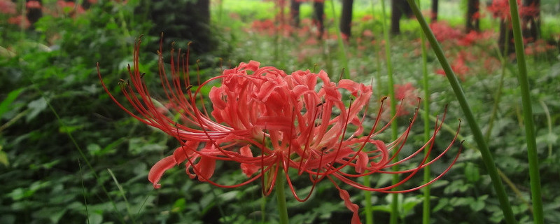 彼岸花怎样种植才开花 彼岸花怎么养开花