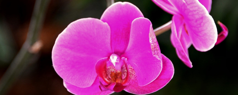 蝴蝶兰开完花后怎么处理方法（蝴蝶兰开完花后怎么处理方法图片）