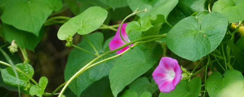 牵牛花移栽多久可以缓苗 牵牛花移植