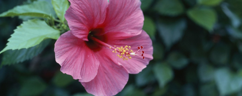 芙蓉花的特点（芙蓉花的特点简单介绍）