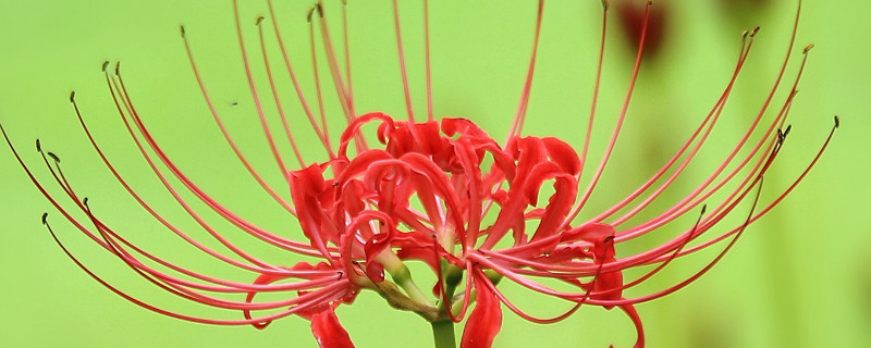 彼岸花和曼珠沙华是一种花吗（彼岸花曼珠沙华是一种花吗图片）