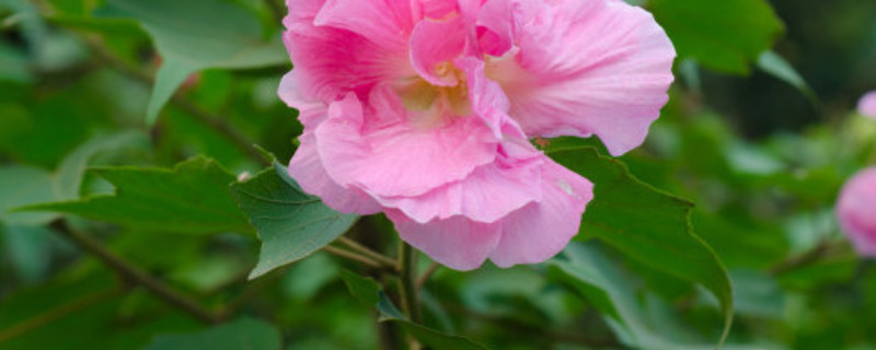 芙蓉花冬天会掉叶子吗 芙蓉花冬天会掉叶子吗图片