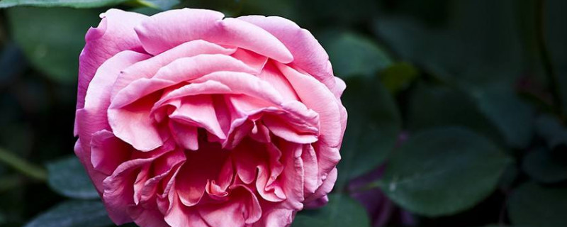 月季花开完花后怎么办 月季开完花后怎么养护