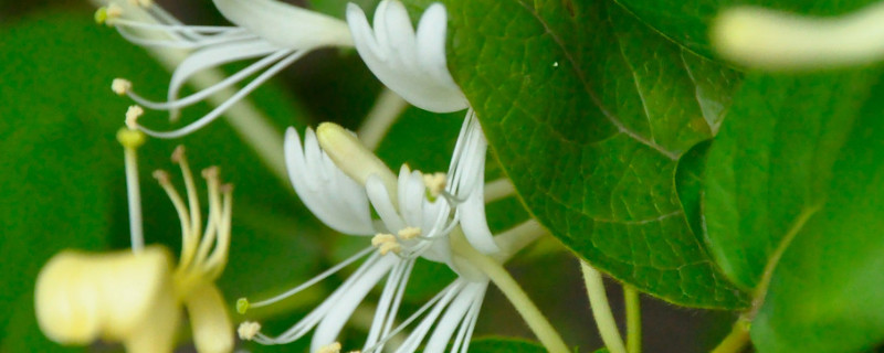 金银花为什么叫忍冬花（金银花是金银忍冬的花吗）