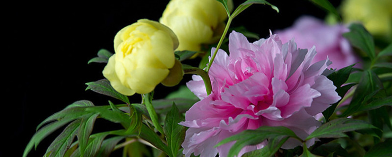 牡丹花春天移栽后能开花吗（牡丹花春天移栽以后能开花吗）