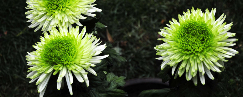 菊花春天的时候是什么样子的 菊花春天是什么样子的?