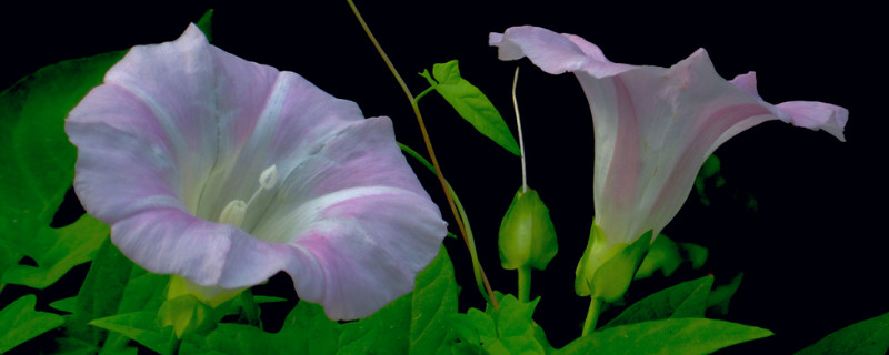 牵牛花插枝能活吗 牵牛花插枝能活吗怎么养