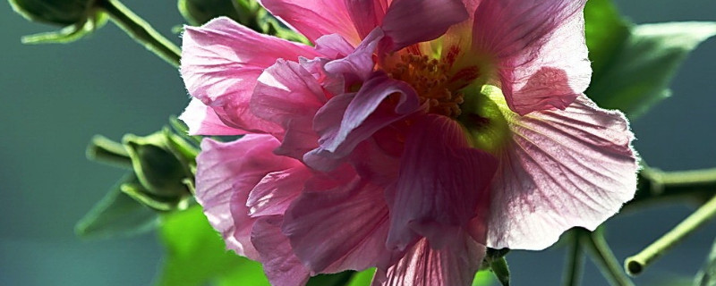 芙蓉花水生根多久能移盆里（芙蓉花水生根多久能移盆里面）