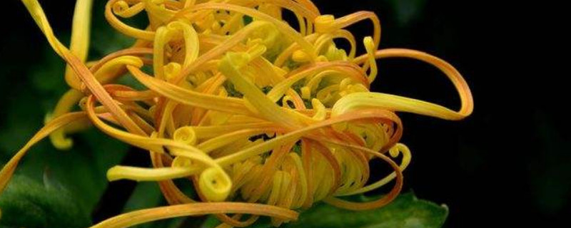 菊花又叫什么（菊花又叫什么填一个）