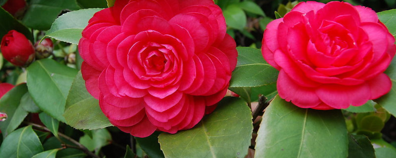 月季花是玫瑰花吗 月季花是玫瑰花吗一个品种吗