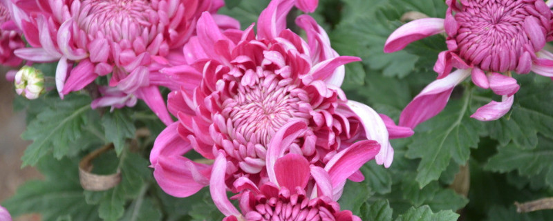 菊花冬天可以放室外吗 菊花植物冬天要放室内吗
