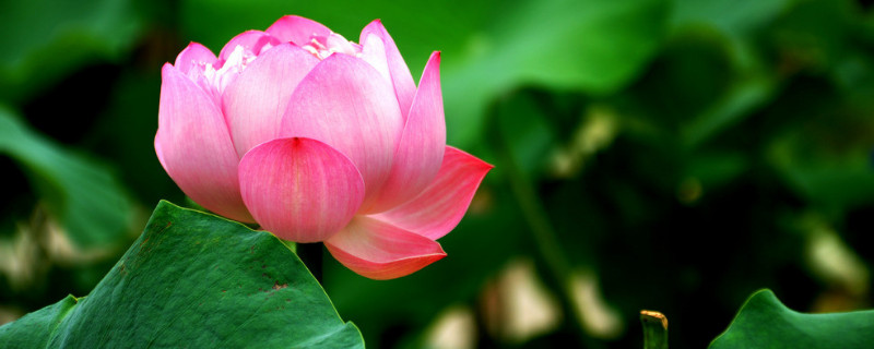 荷花的叶子发干发白怎么回事 荷花叶子干了怎么回事