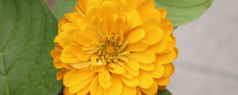 开过的菊花怎么修剪（开完的菊花怎么修剪）