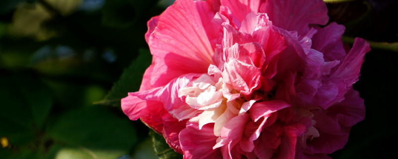芙蓉花叶子多可以弄掉吗（芙蓉花叶子多可以弄掉吗）
