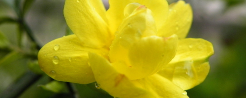 迎春花老桩干枯了怎么办（迎春花老桩怎么养）