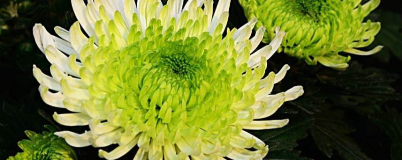 菊花怎么保存不散花瓣 菊花怎么保存不散花瓣呢