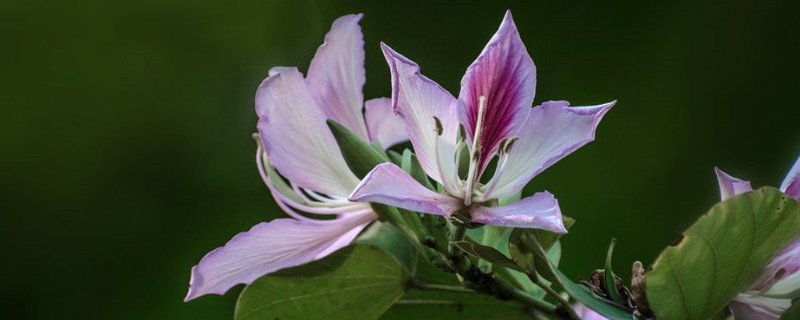 紫荆花怎么浇水（紫荆花怎么施肥）