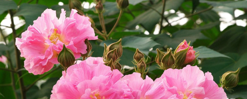 芙蓉花冬天开花吗（芙蓉花冬天开花吗）