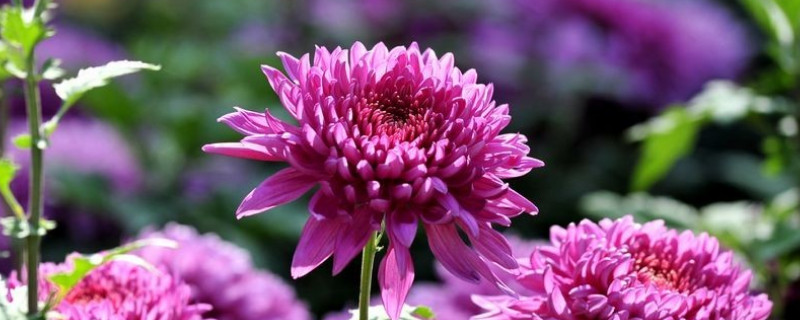 水养菊花叶子发黄干枯 水养菊花叶子发黄干枯怎么办