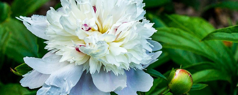 芍药什么时候换盆土好 芍药什么时候换盆土好呢