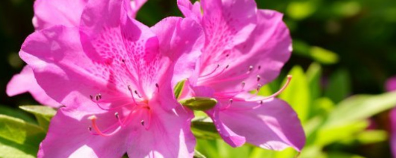 杜鹃花烂叶子什么原因 杜鹃花烂叶子什么原因造成的