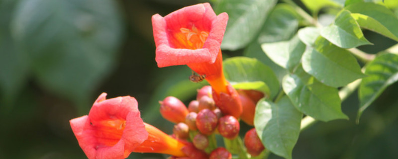 凌霄花几月发芽 凌霄花几月发芽几月落叶