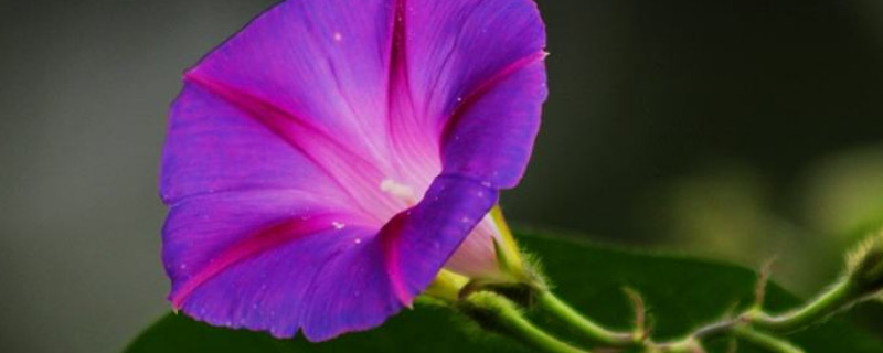 牵牛花容易长虫吗 牵牛花容易长虫吗图片