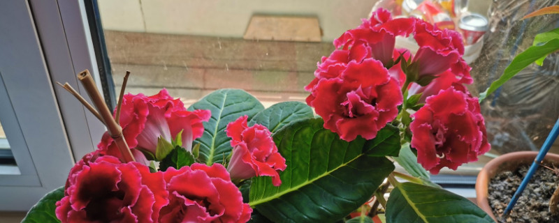 盆栽芙蓉花怎么修剪（盆栽芙蓉花的修剪方法）