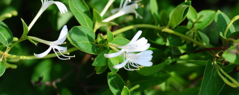金银花果实能直接吃吗（金银花果实能直接吃吗有毒吗）
