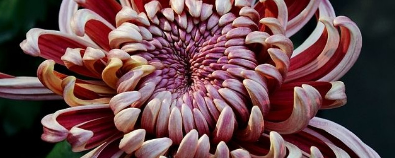 菊花秋天怎样管理 菊花立秋后怎样管理