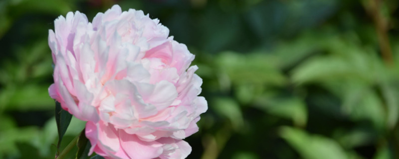 芍药花打籽吗（芍药花打籽吗怎么种）