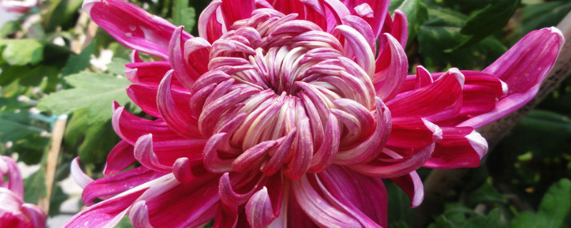 菊花盆栽能活多久（菊花 盆栽）
