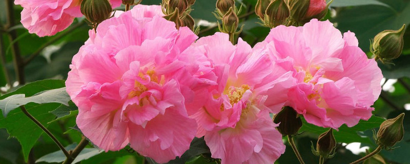 芙蓉花夏天能不能放在外面养 芙蓉花夏天能不能放在外面养殖