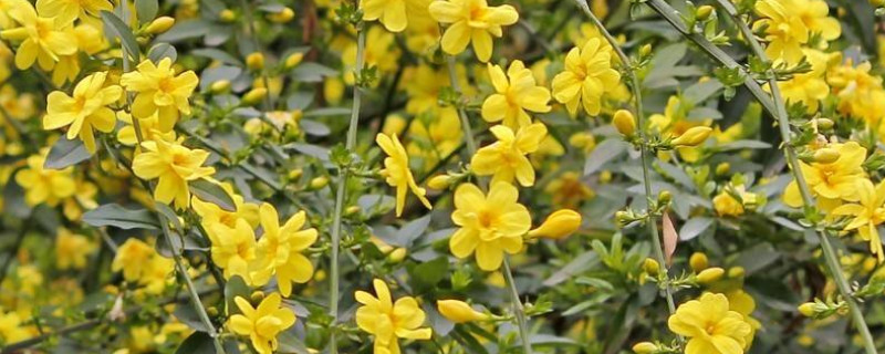 迎春花春天怎样修剪（迎春花如何修剪）