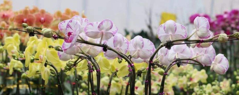 蝴蝶兰开花后能重种吗（蝴蝶兰开花后能重种吗视频）