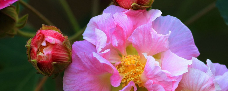 芙蓉花怎样养殖和施肥（张馨予神兵奇犬剪头发视频）