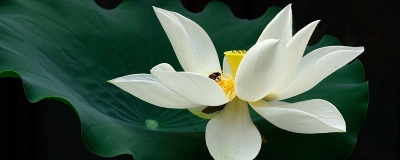 家里水养的荷花烂叶怎么办 水养荷花为什么烂叶子